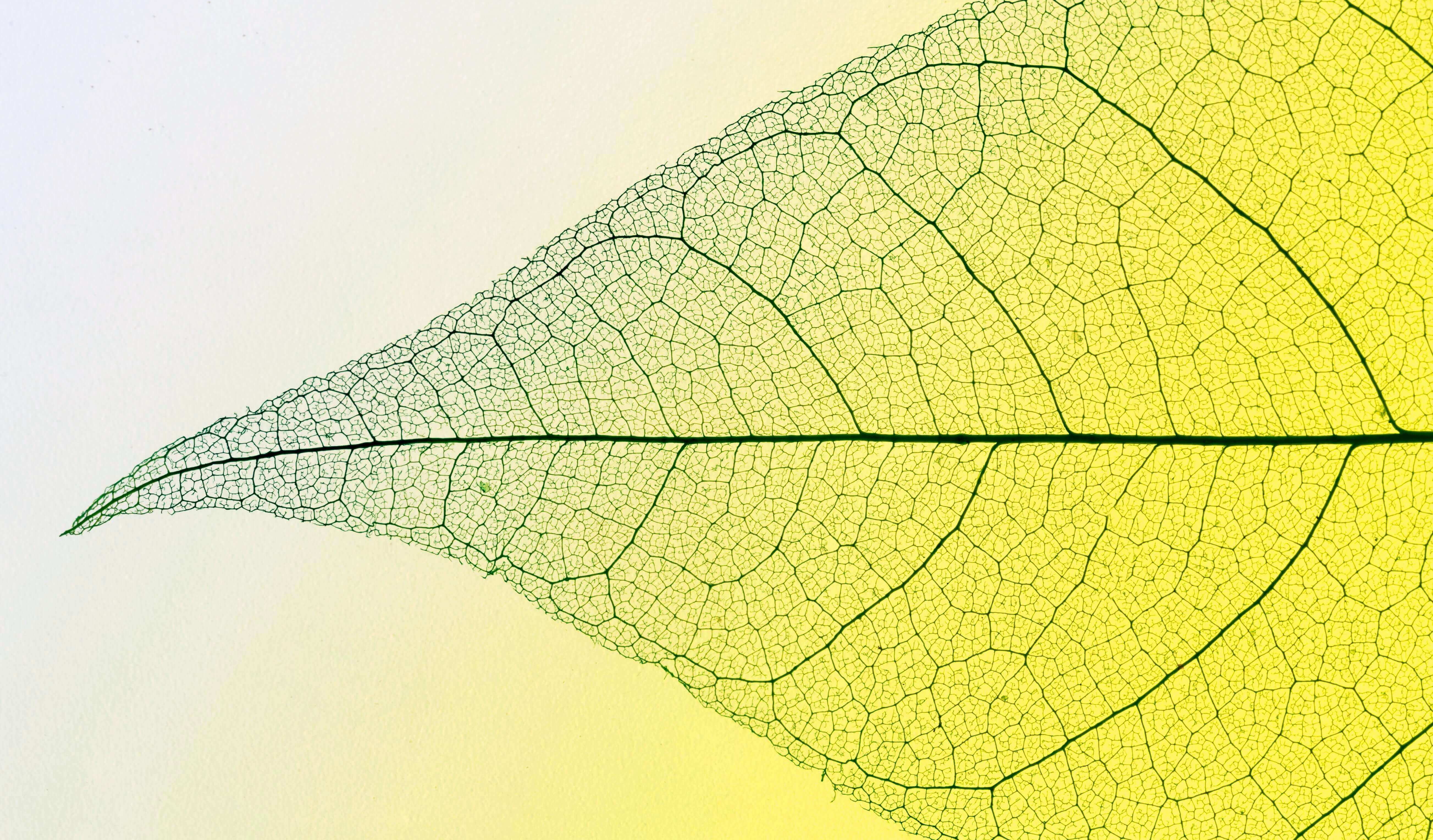 The Science of “Raising Your Frequency”: Why Your Nervous System is the Real Key to Energy